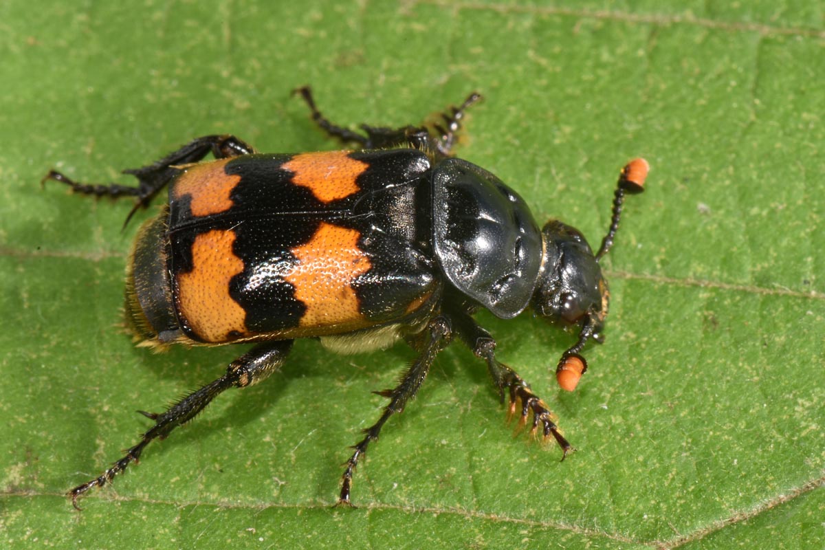 Silphidae: Nicrophorus interruptus